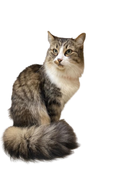Chat-Katze